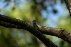 Bird perched on tree branch in soft focus with bokeh effect.