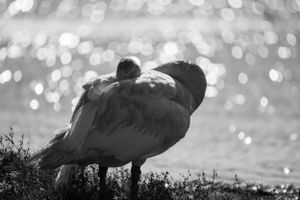 Black and white image of a duck preening its feathers with bokeh background.