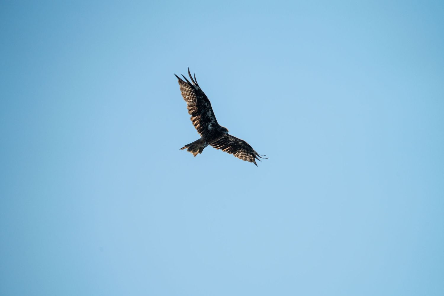 A large bird of prey soaring against a clear blue sky with wings spread wide.