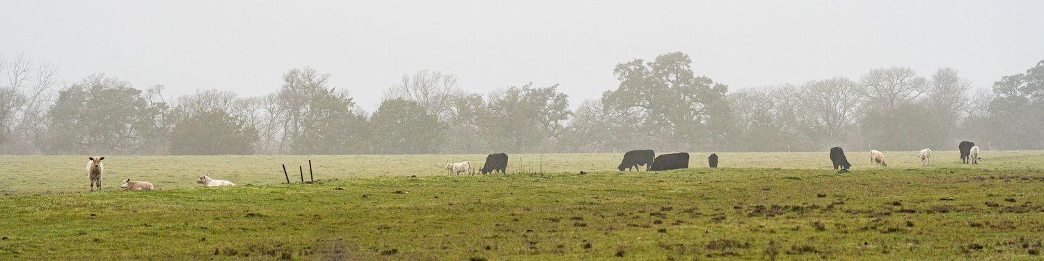 Photo of livestock in a grazing field