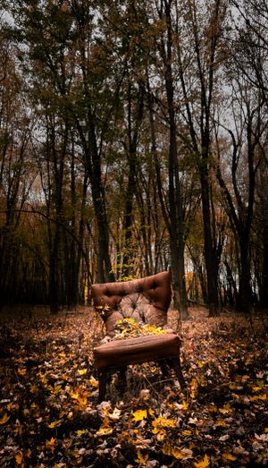 An abandoned, weathered armchair sits among fallen autumn leaves in a dense forest. Jeff Fevens Photography located in Fredericton NB.