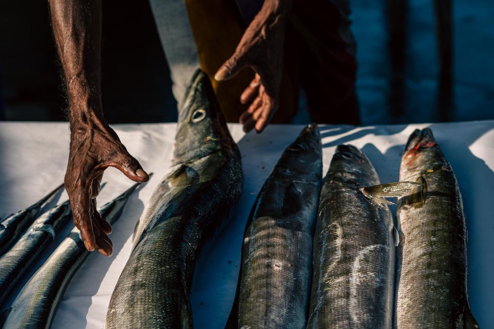 Fresh caught fish lined up at a market displaying their silvery scales in sunlight in Sri Lanka.