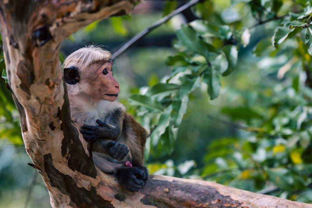 Small monkey perched in a tree branch among green leaves.