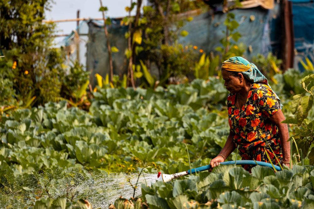 Person tending to plants in a lush green garden wearing colorful traditional clothing.