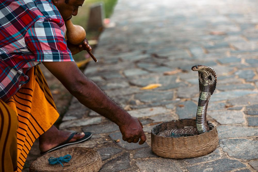 Snake charmer playing music to a cobra in a woven basket on a stone surface.