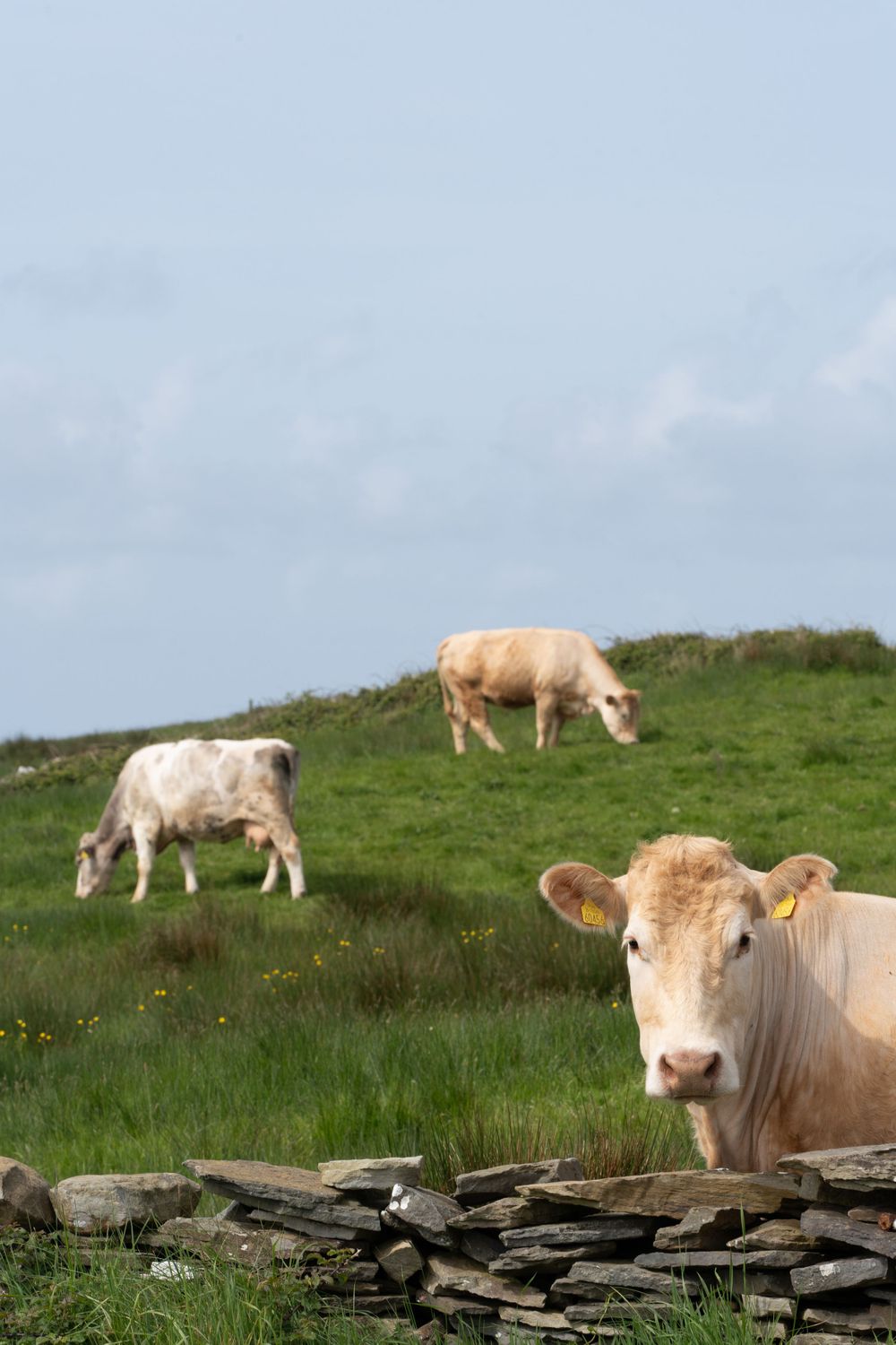 Three cows graze on a hillside pasture with stone walls in the foreground.