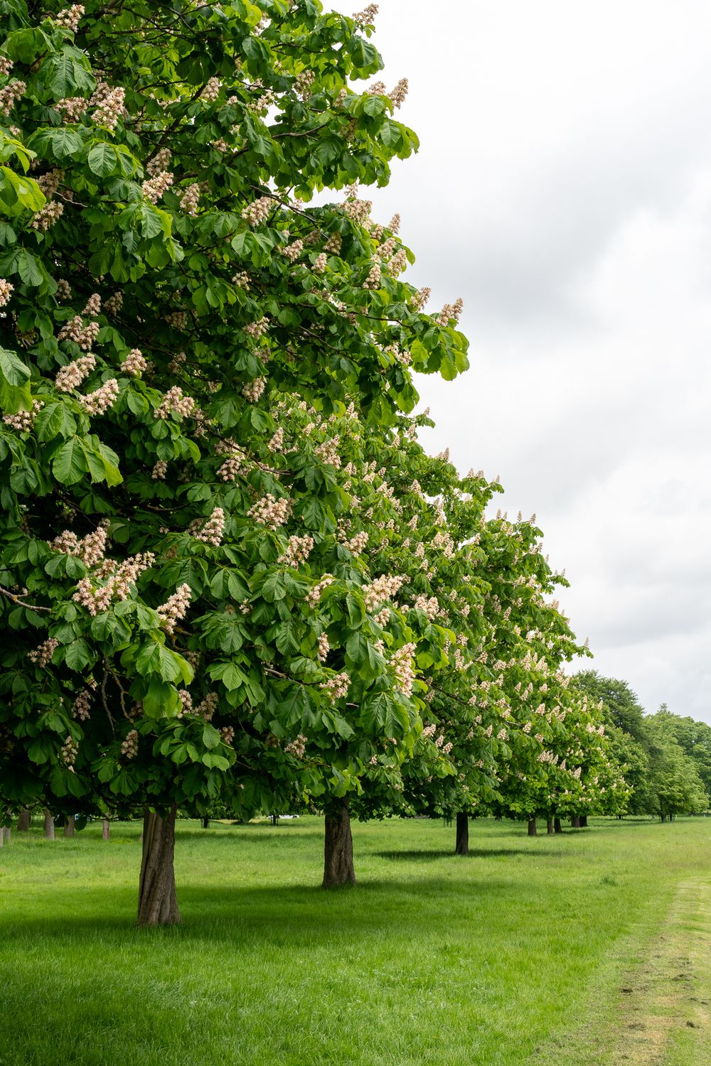 A neat row of blooming chestnut trees lines a green lawn path.