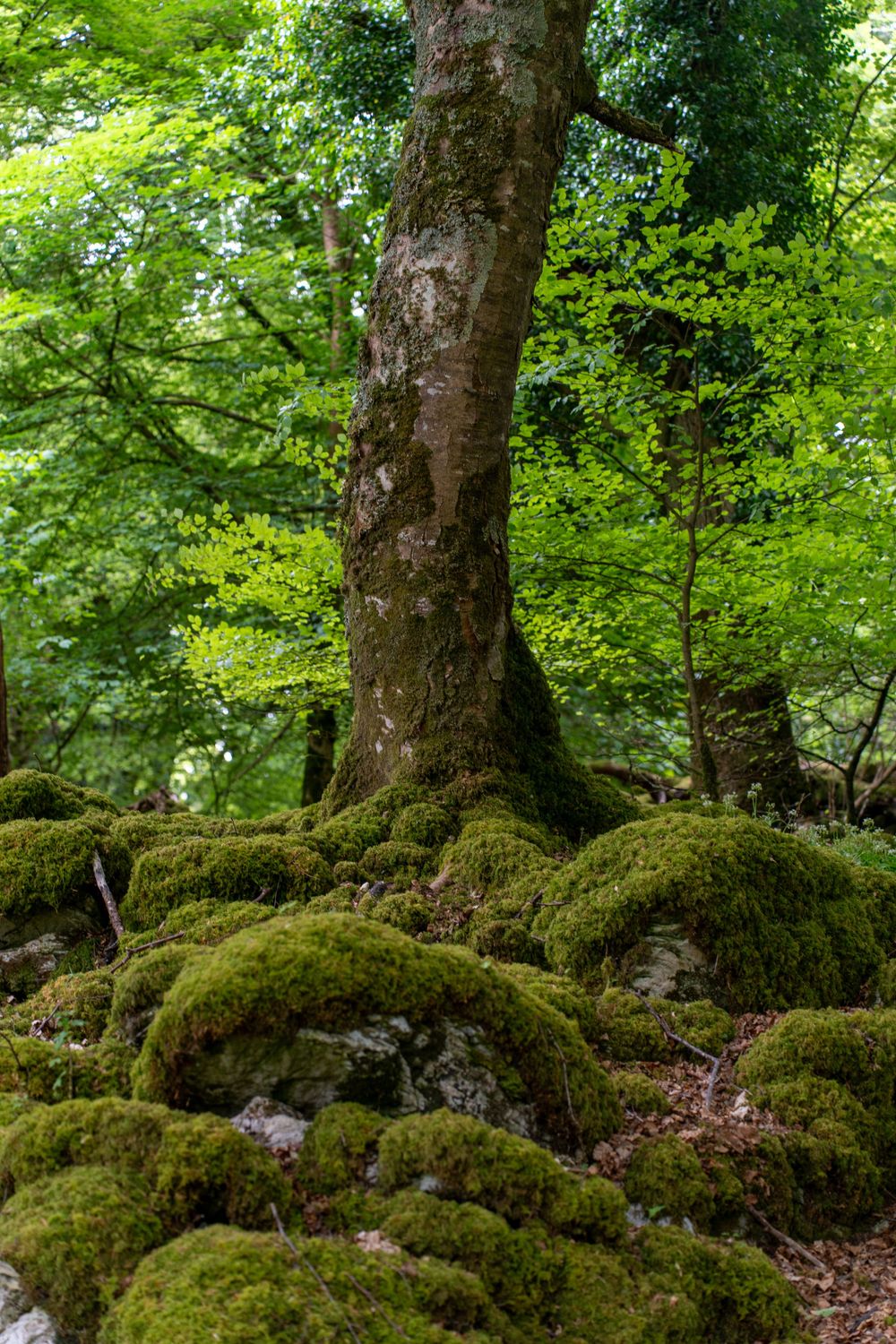 An old tree trunk rises from moss-covered rocks in a lush green forest setting.