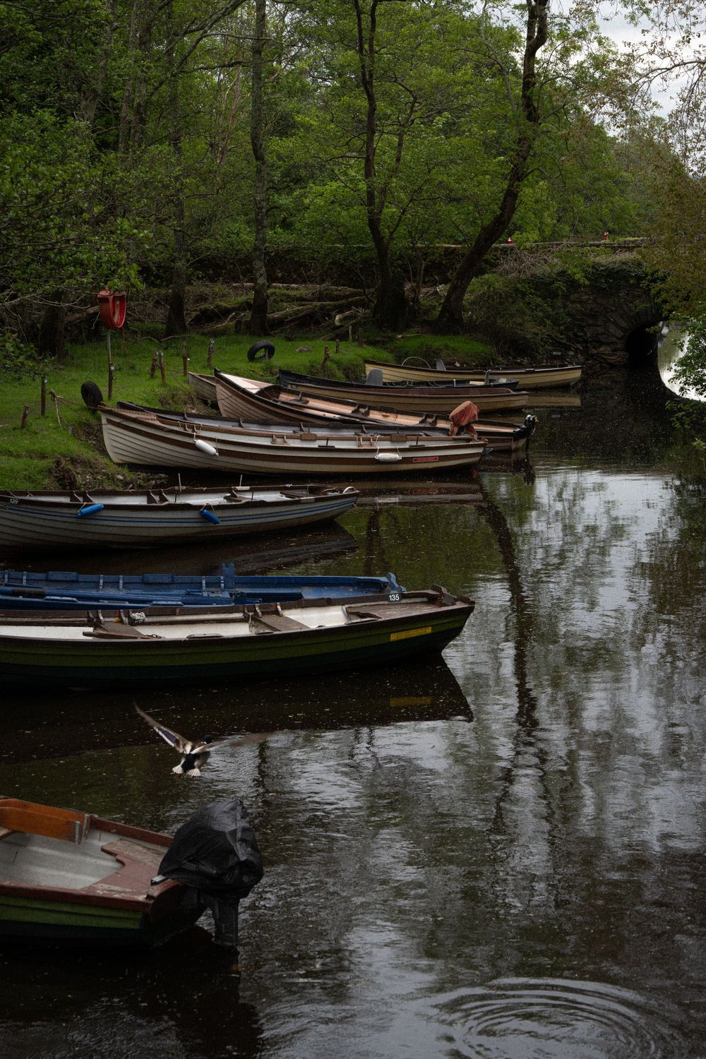 Row of wooden boats moored along a tranquil river bank surrounded by green trees.
