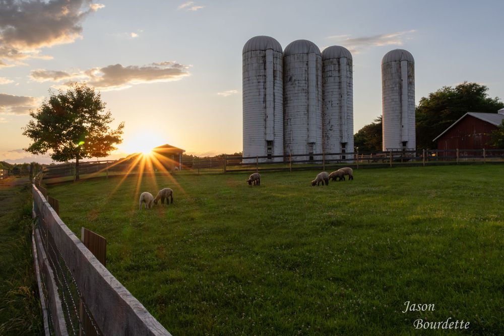 A group of sheep grazes peacefully in a lush green pasture, while tall farm silos stand in the background at sunset