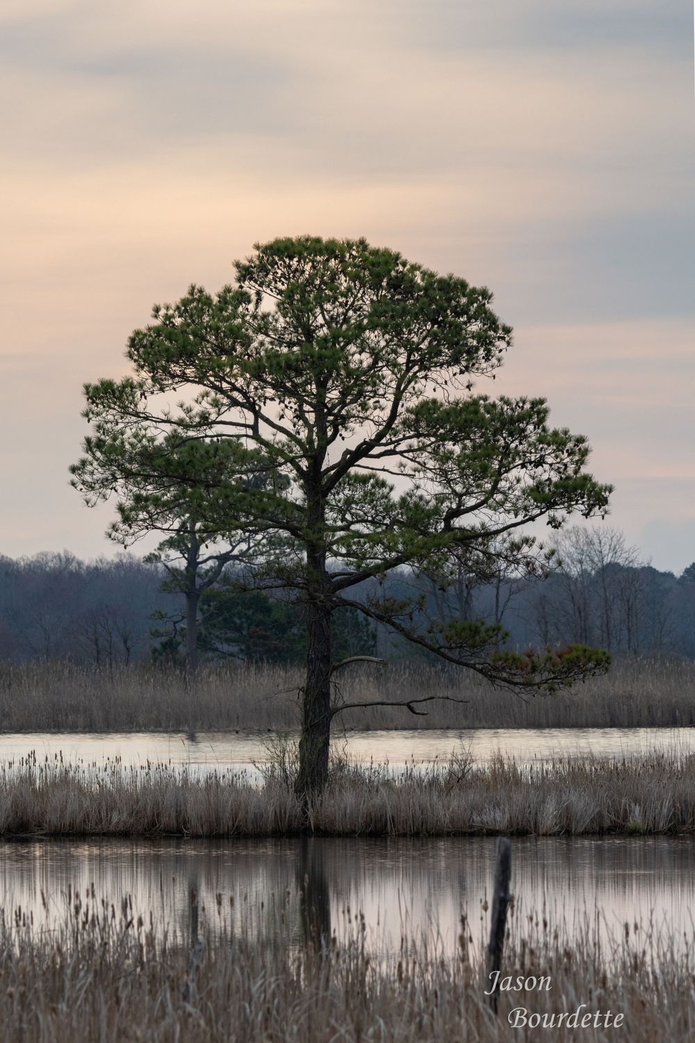 A lone tree standing tall