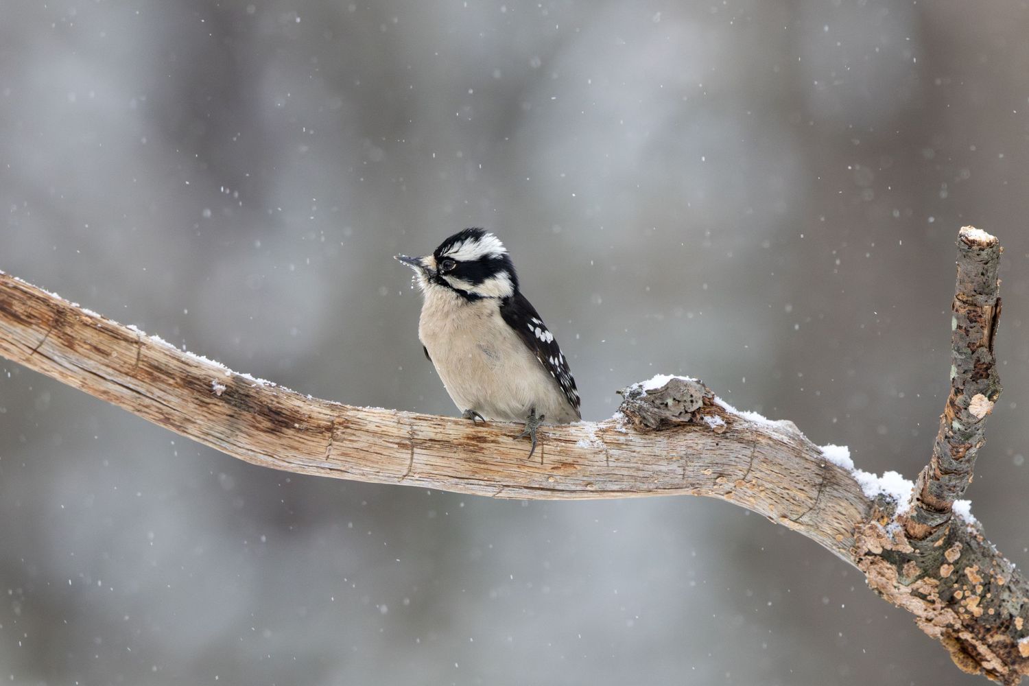 A vibrant woodpecker perched on a snow-covered branch in a winter. Its feathers contrast against the soft, snow