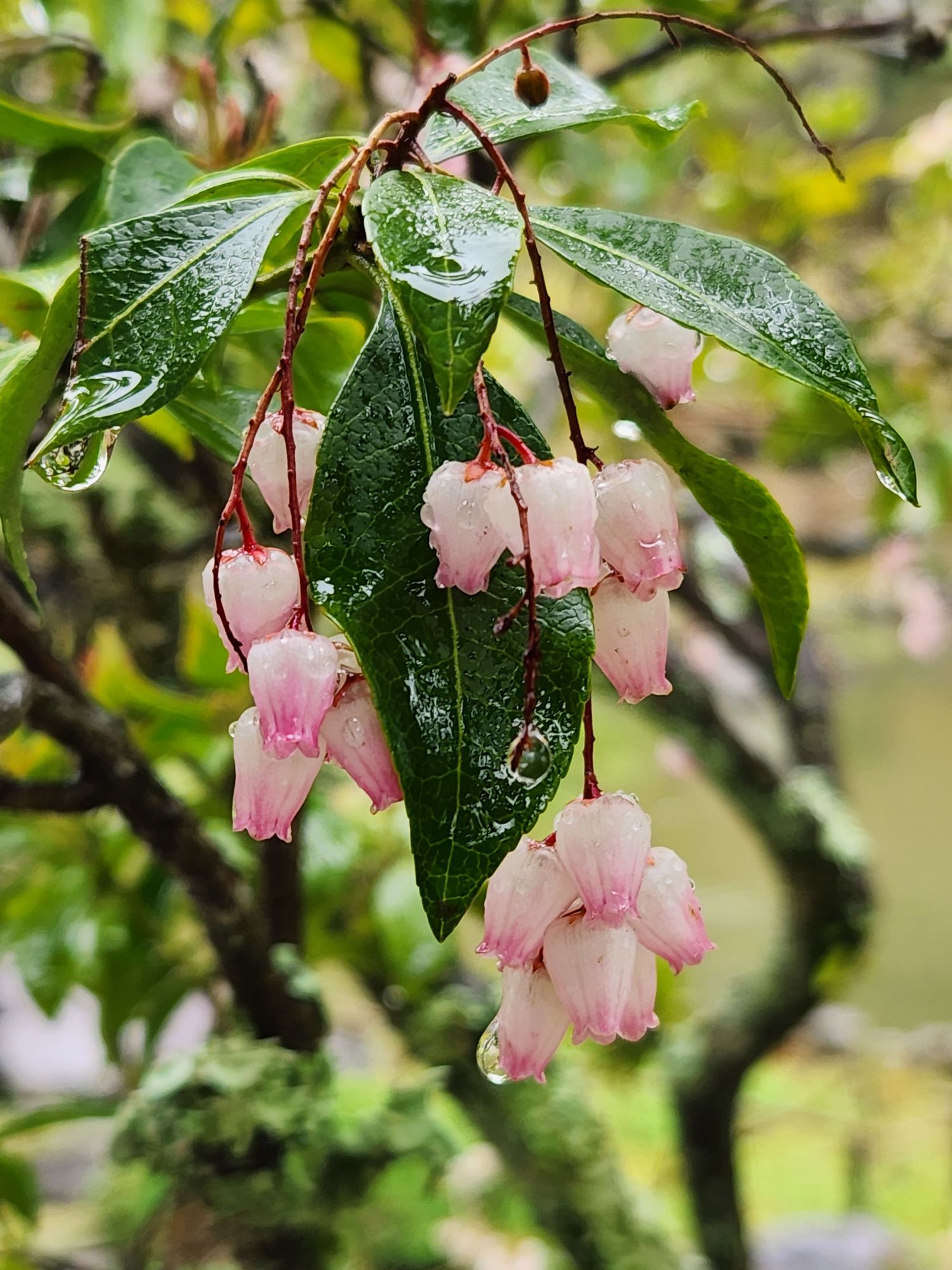 Picture of flowers taken by Rhonda Kay Photography.