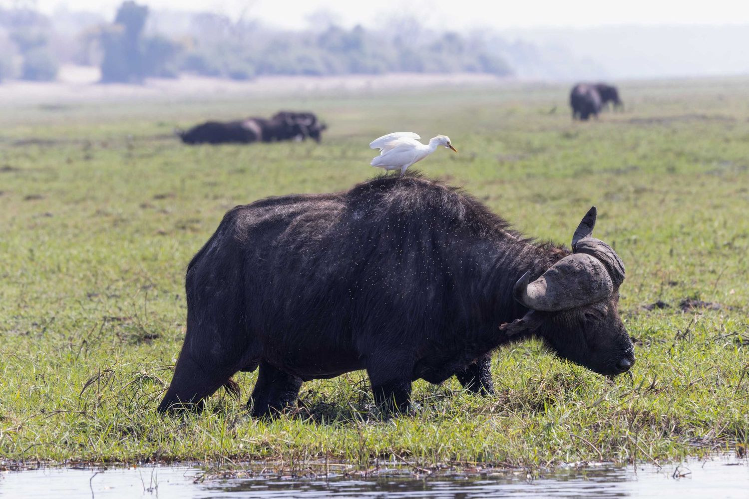 Stunning Cape buffalo photographed by Nick Wigmore Photography on a safari in Botswana with Photo Safari Company..