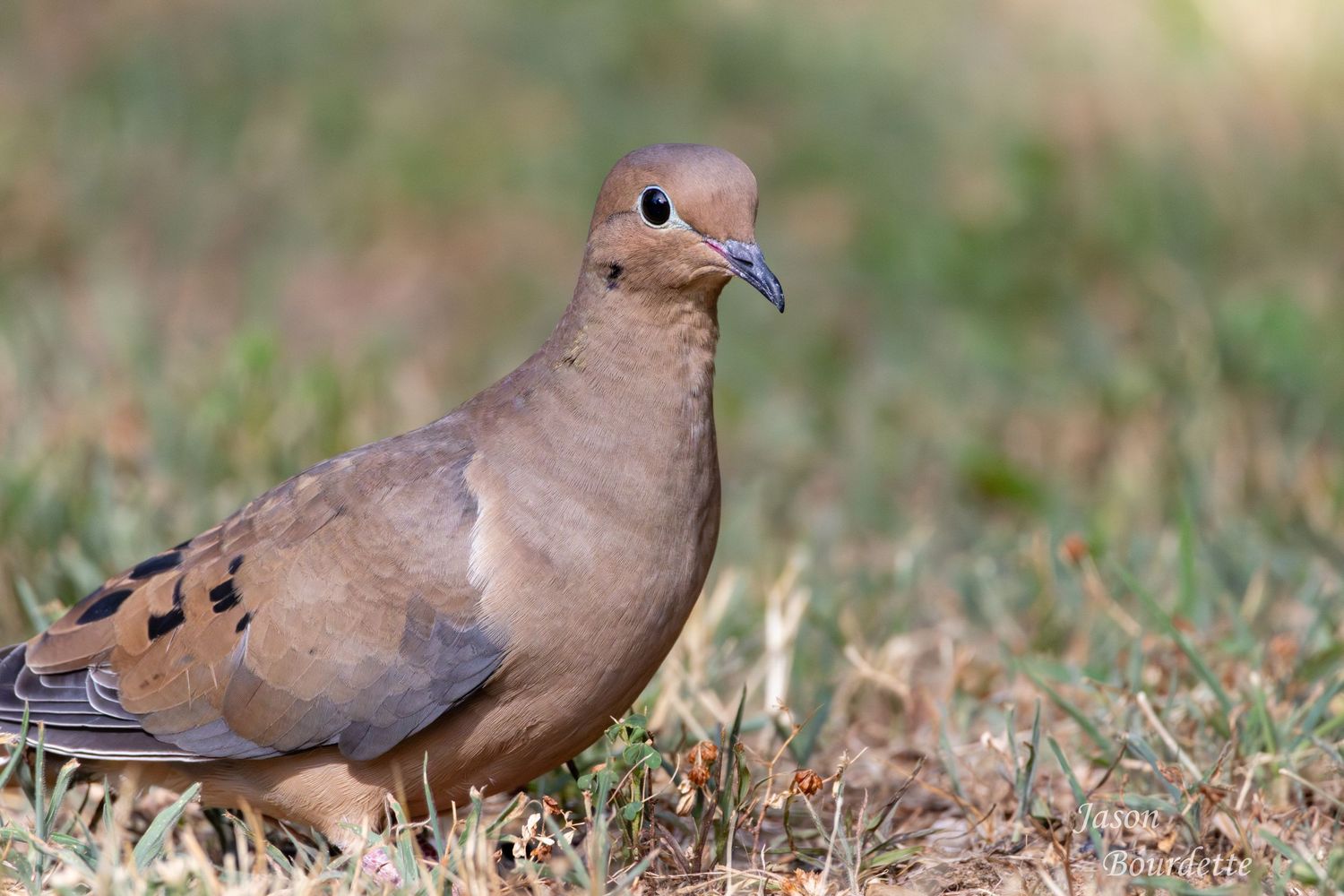 A mourning dove looks for seeds on the ground, its soft gray-brown feathers blending with the earth as it forages in the morning