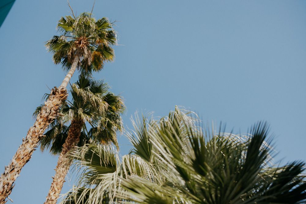 Palm trees reaching toward bright blue sky in tropical setting.