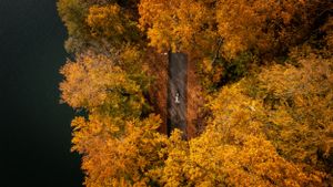 Aerial view of autumn trees with vibrant orange foliage surrounding a dark path.