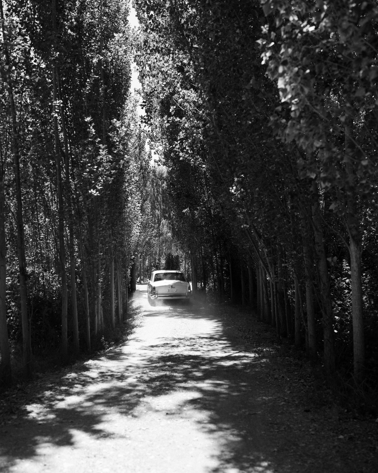 Black and white photo of a car driving down a tree-lined path with dappled sunlight.