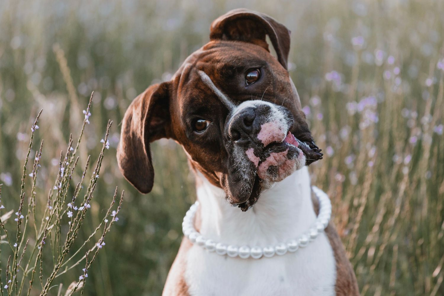 Oklahoma dog photographer