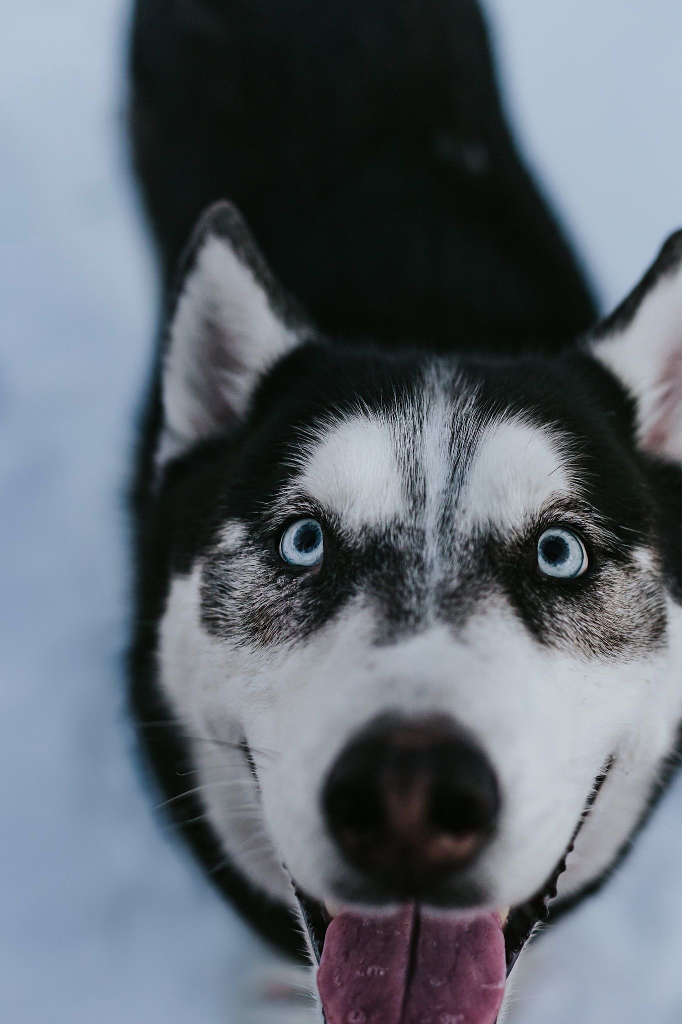 Oklahoma City dog photographer