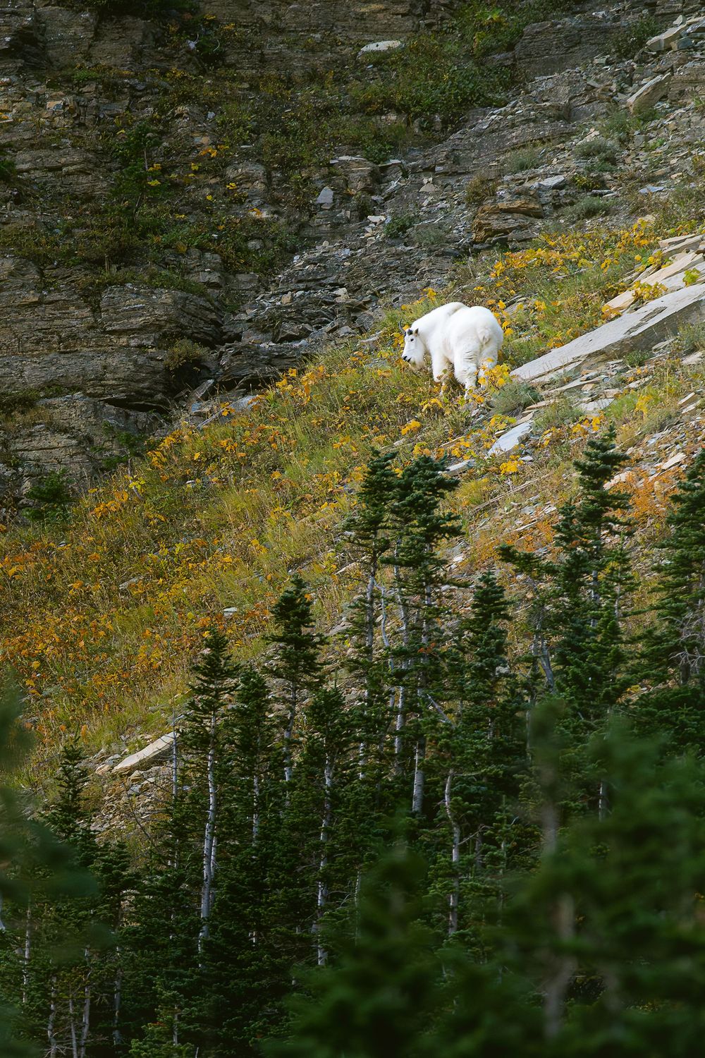 A mountain goat in its full winter goat browses for food in Glacier National Park, Montana
