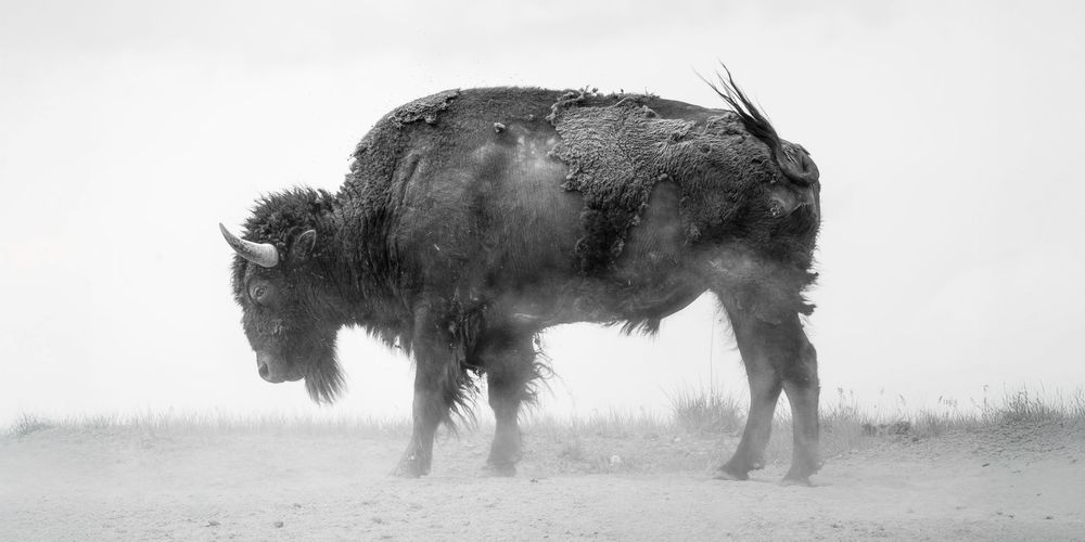 An old, ragged bison stomps in the dust
