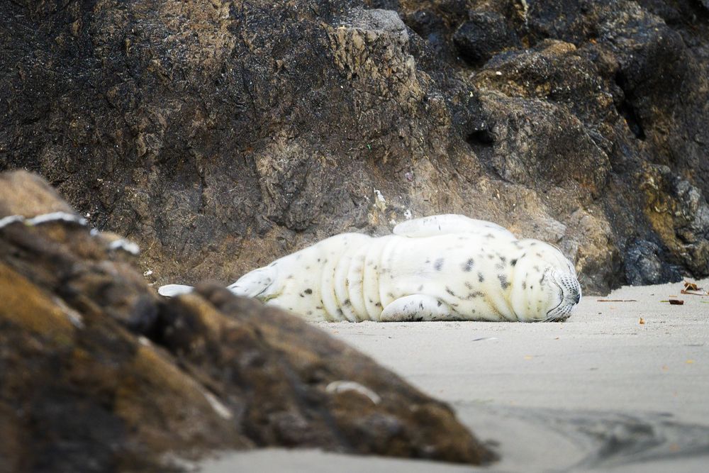 A baby seal pup takes a nap on the beaches of Washington
