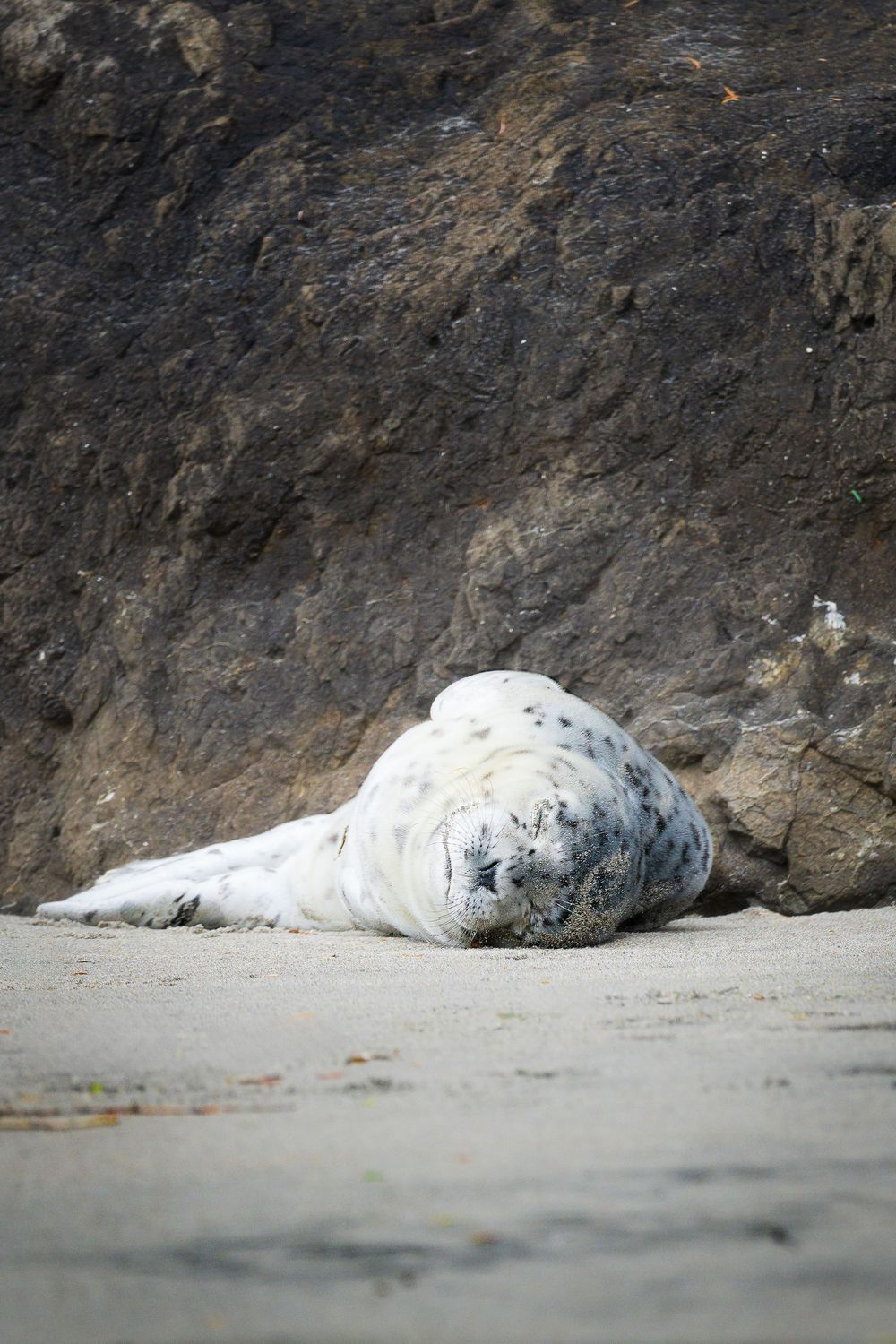 A baby seal pup takes a nap on the beaches of Washington