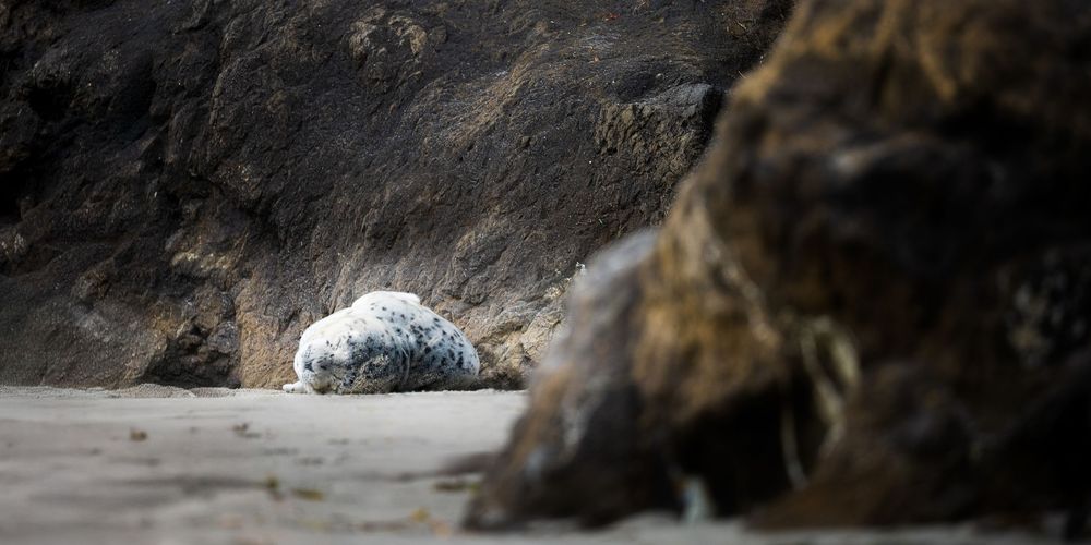 A baby seal pup takes a nap on the beaches of Washington