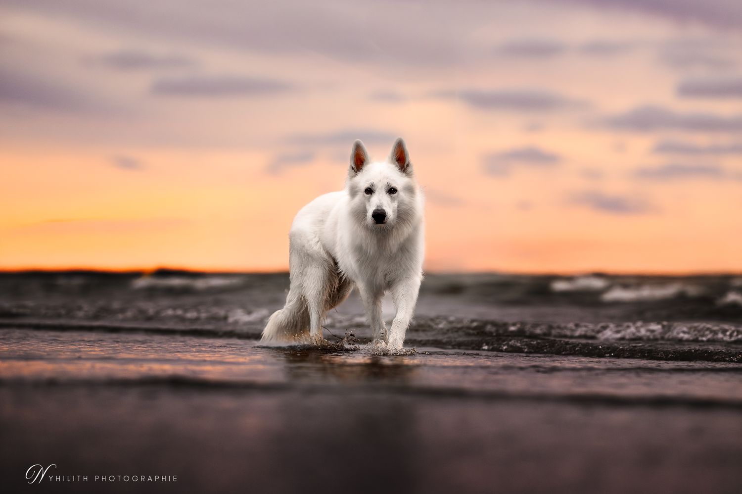 Séance photo d'un chien au bord de la plage réalisée par un photographe professionnel canin en Meuse