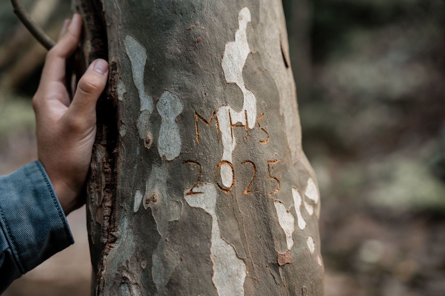 Close-up shots of hands touching tree bark textures in natural lighting.