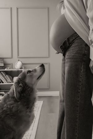 Black and white photo of a dog looking up at a pregnant woman's baby bump indoors.