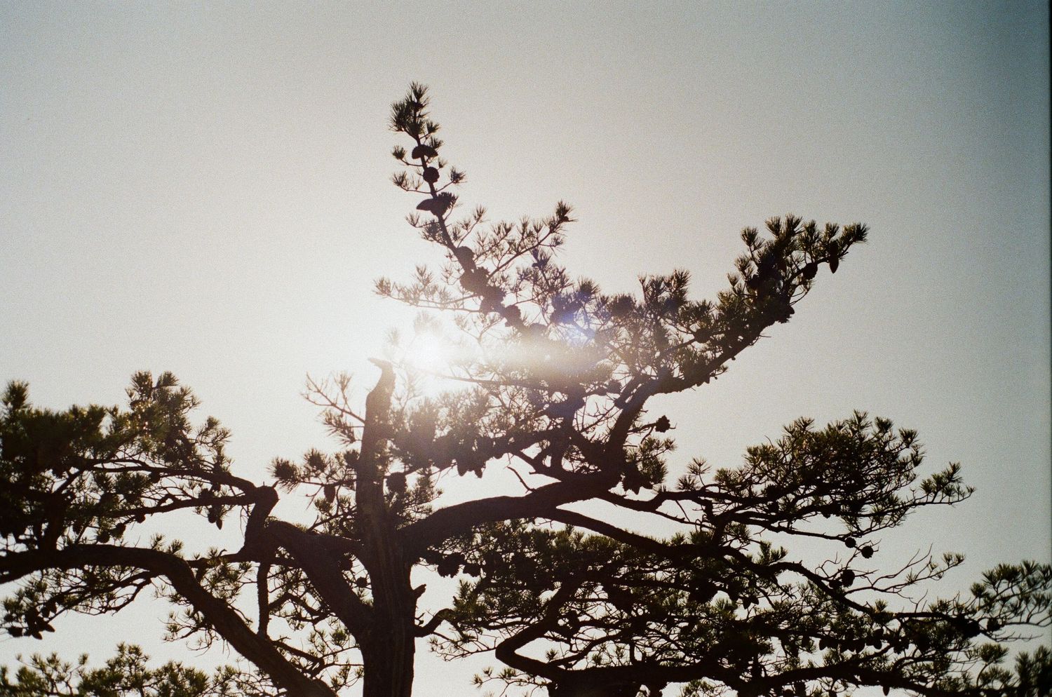 Sunlight bursts through the branches of a pine tree silhouetted against a bright sky.