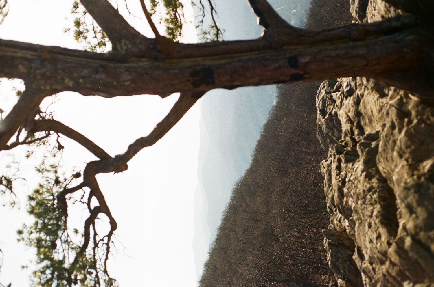 A twisted tree branch frames a dramatic rocky cliff against a bright background.