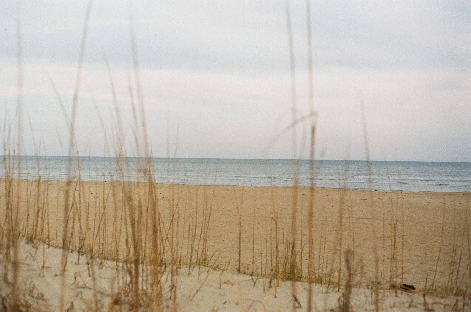 Sea oats sway in the foreground of a peaceful beach scene with ocean and cloudy sky.
