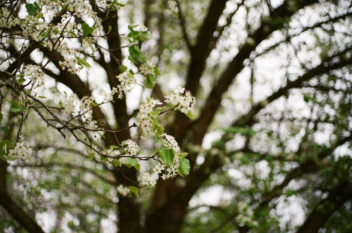 Delicate white spring blossoms on tree branches with soft bokeh background effect.