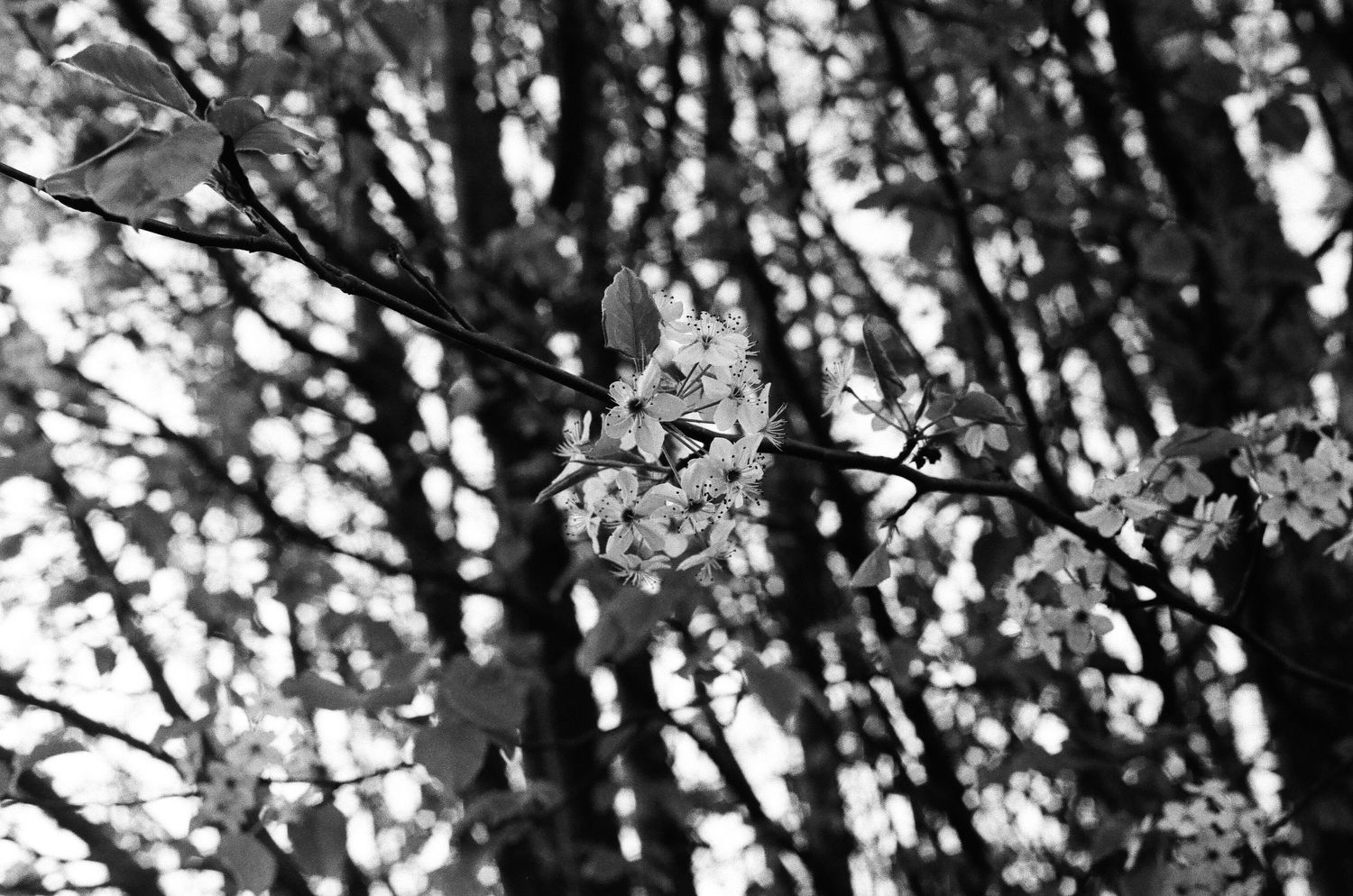 Black and white close-up of delicate cherry blossoms on tree branches.