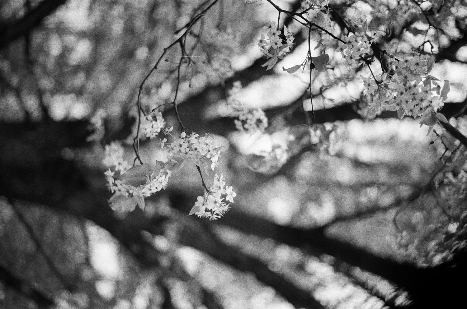 Black and white macro shot of cherry blossoms with soft focus bokeh effect.