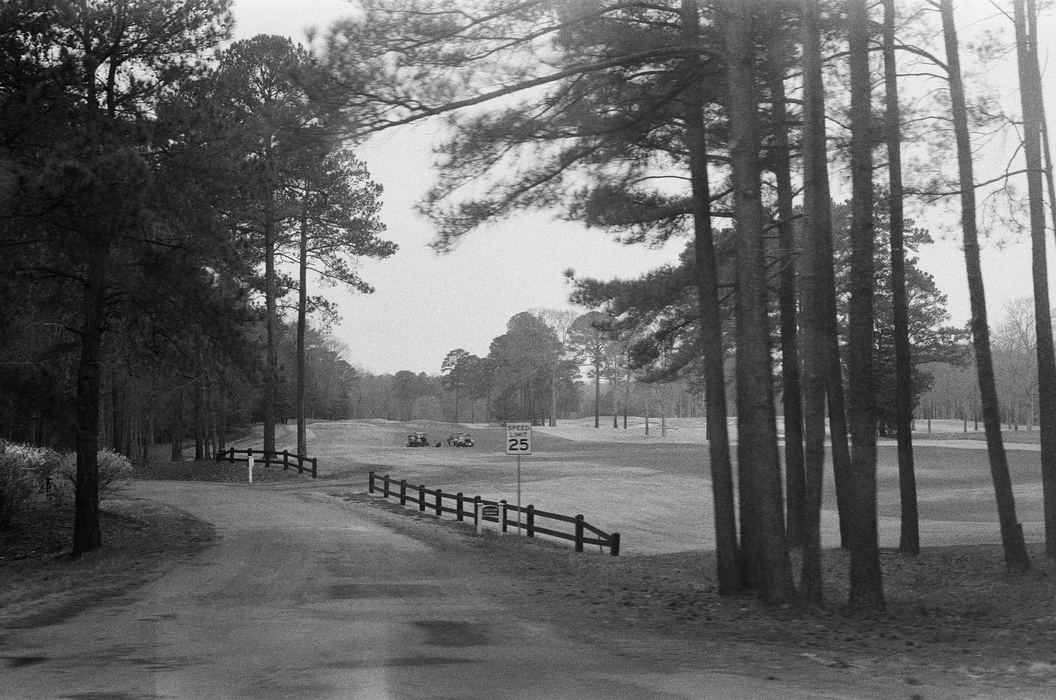 A curving path with wooden fences winds through tall pine trees alongside an open field on a misty day.