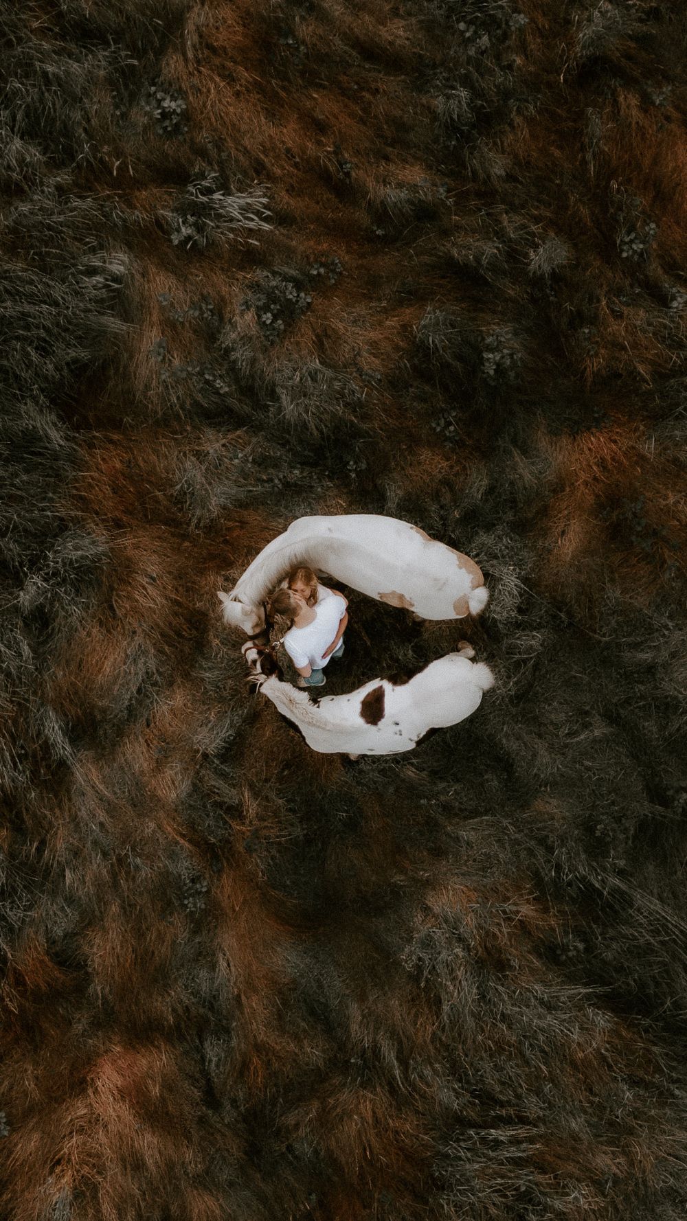 Artistic aerial view of two white horses forming a circular shape against dark background.