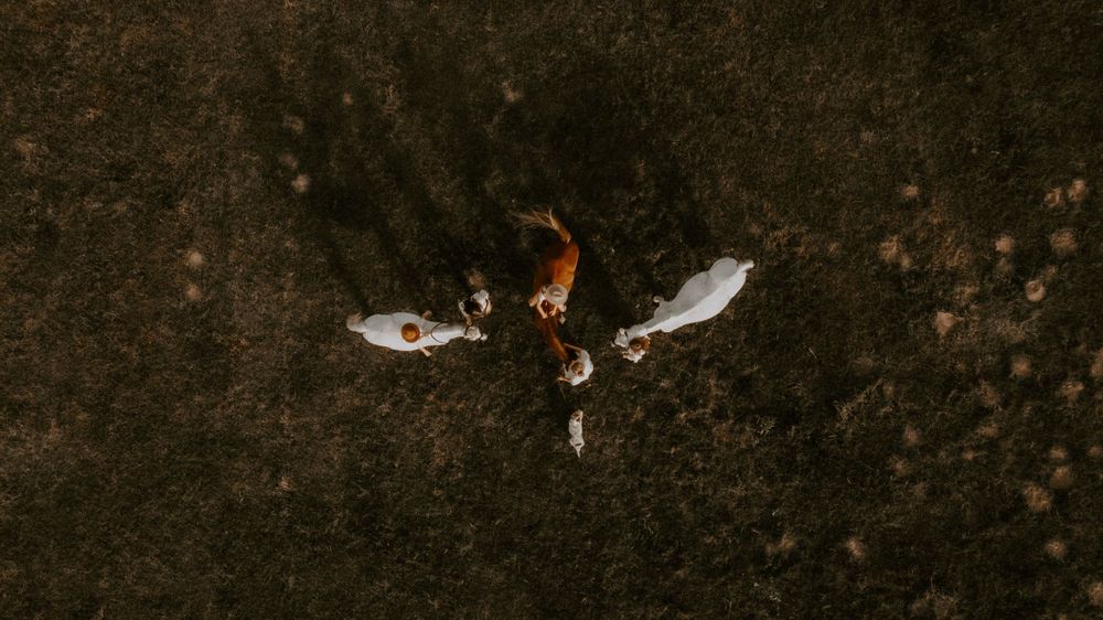 Aerial drone shot of two white horses with a rider between them on dark ground.