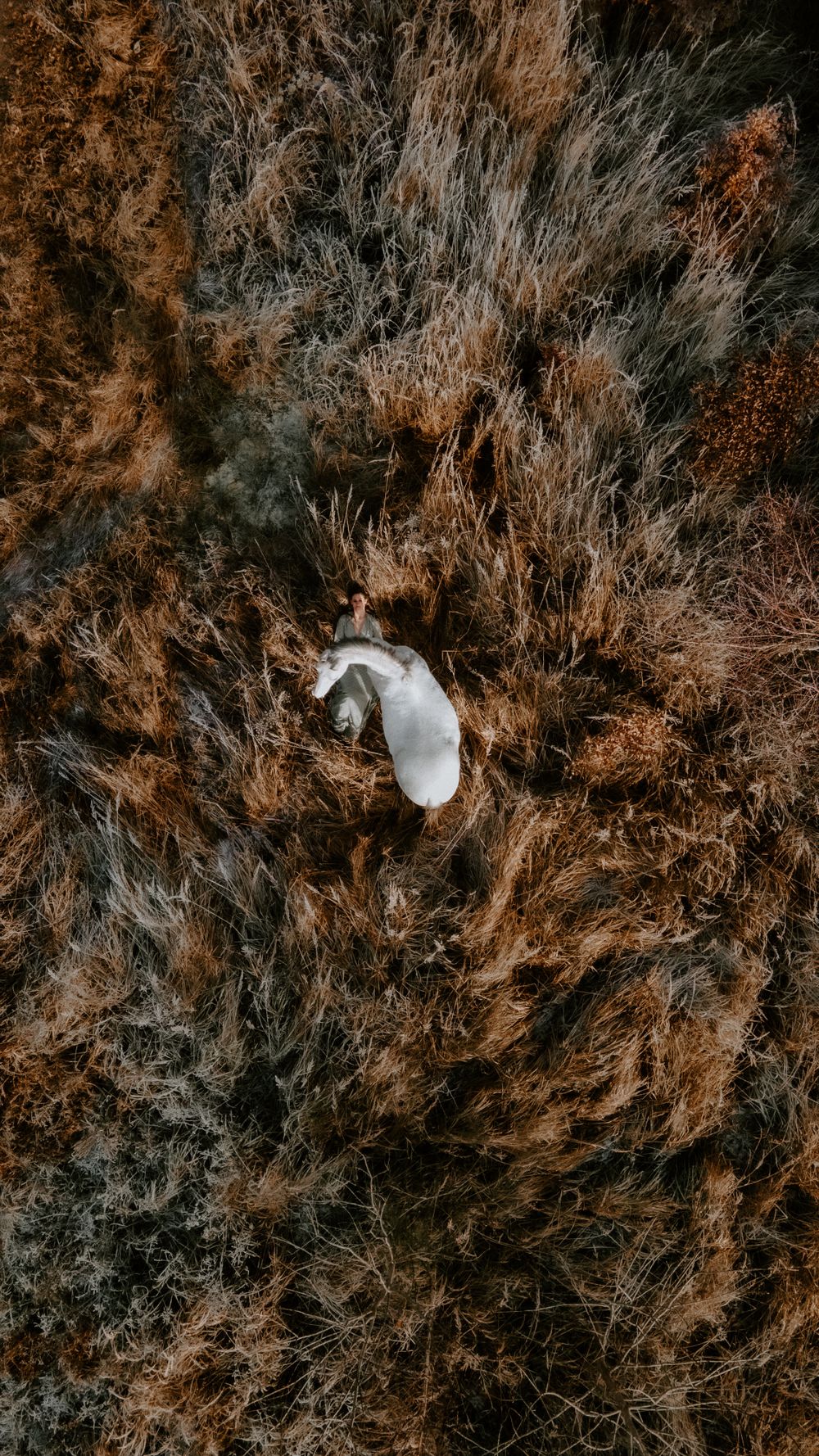 Aerial view of a white horse surrounded by rustic brown and gray textured terrain.