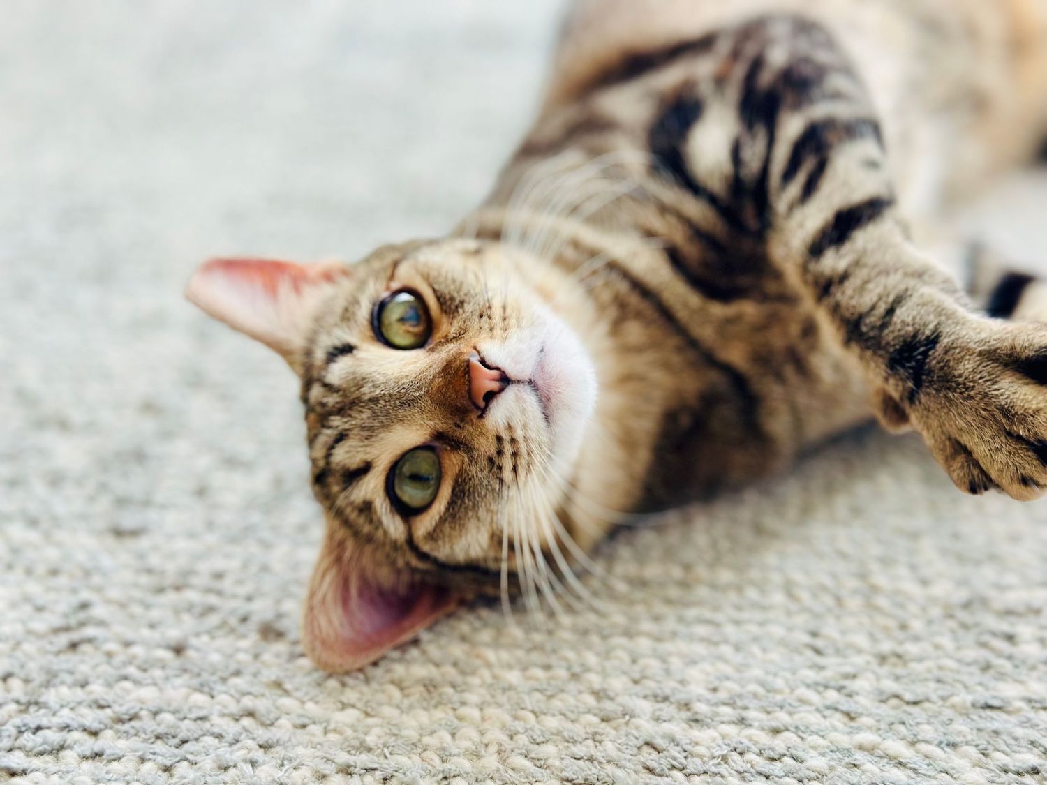 Tabby Kitten being playful in the Arcadia area of Phoenix.