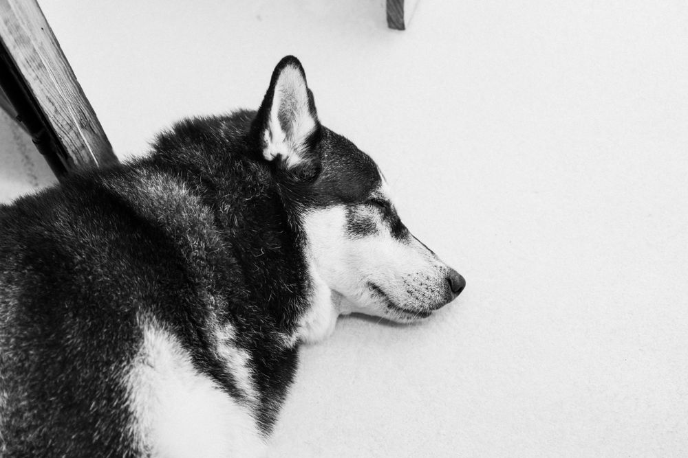Black and white portrait of a husky dog in profile against white background.