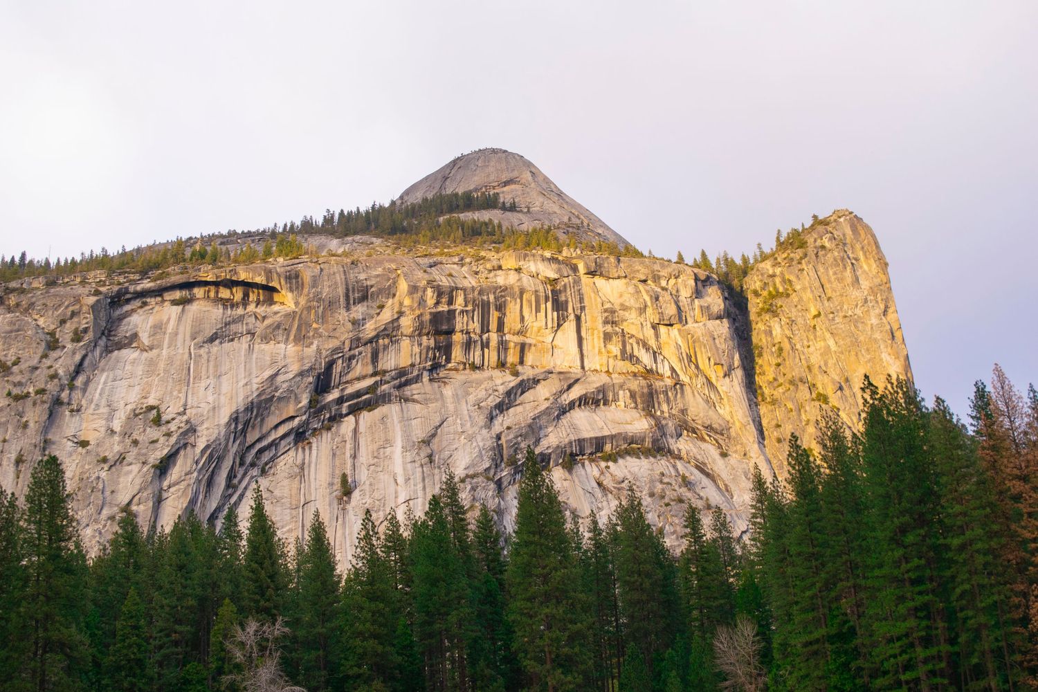 Massive granite cliff face in Yosemite National Park with evergreen forest below during golden hour.
