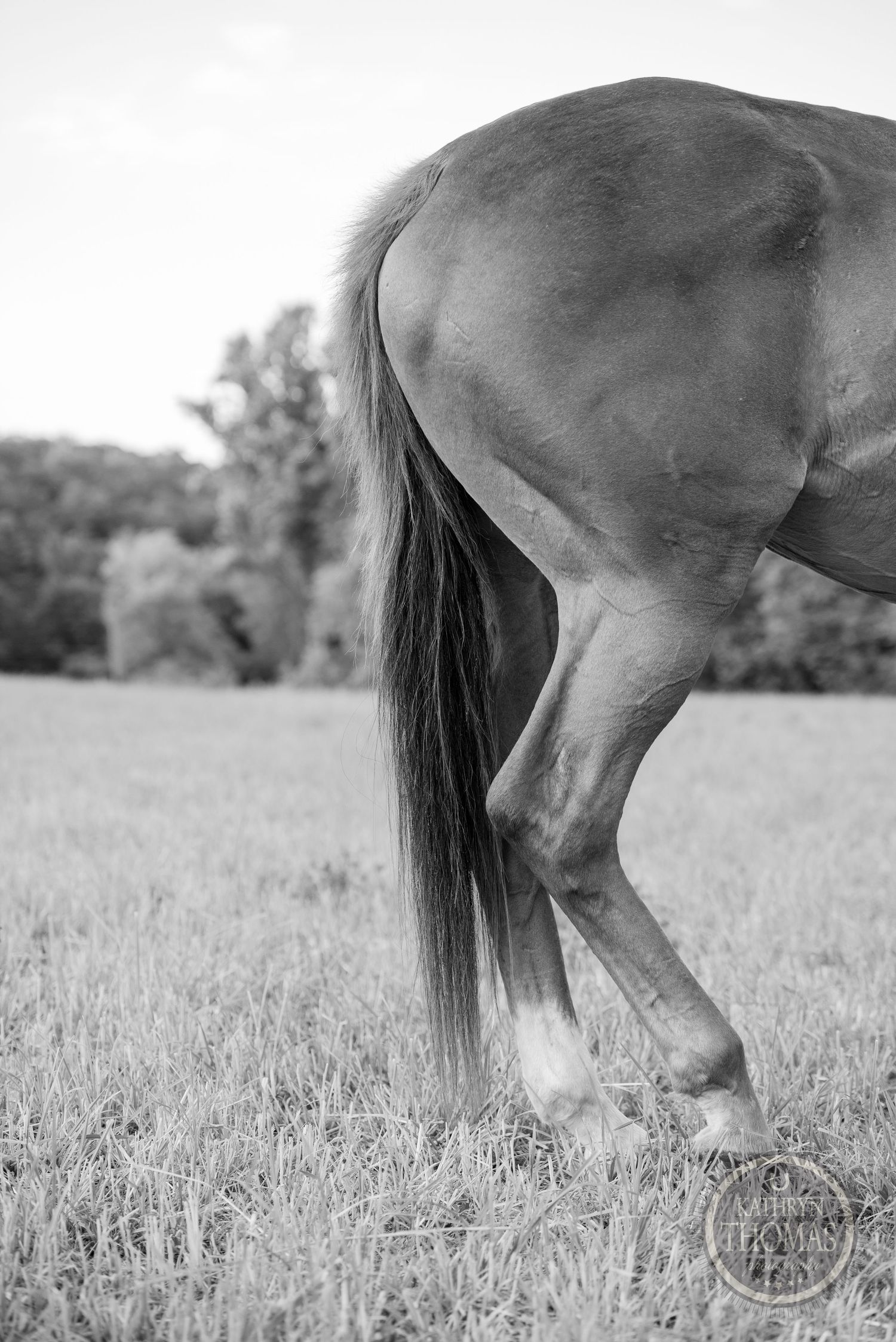 A black and white artistic photograph focusing on a horse's rear leg and tail in a field.