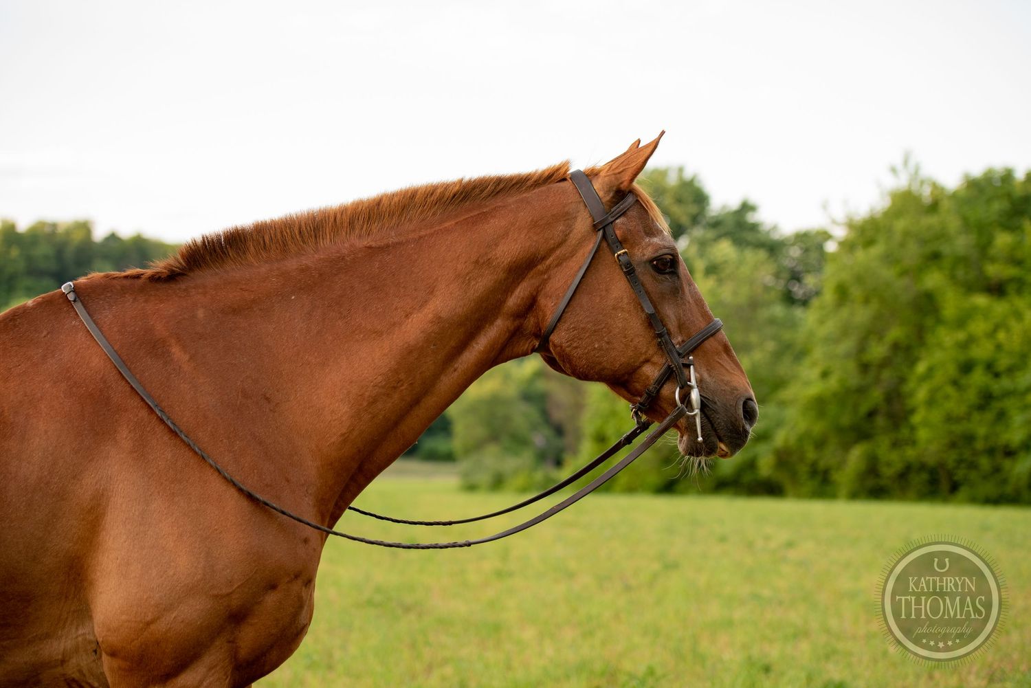 A chestnut horse with bridle shown in profile against a green field background.
