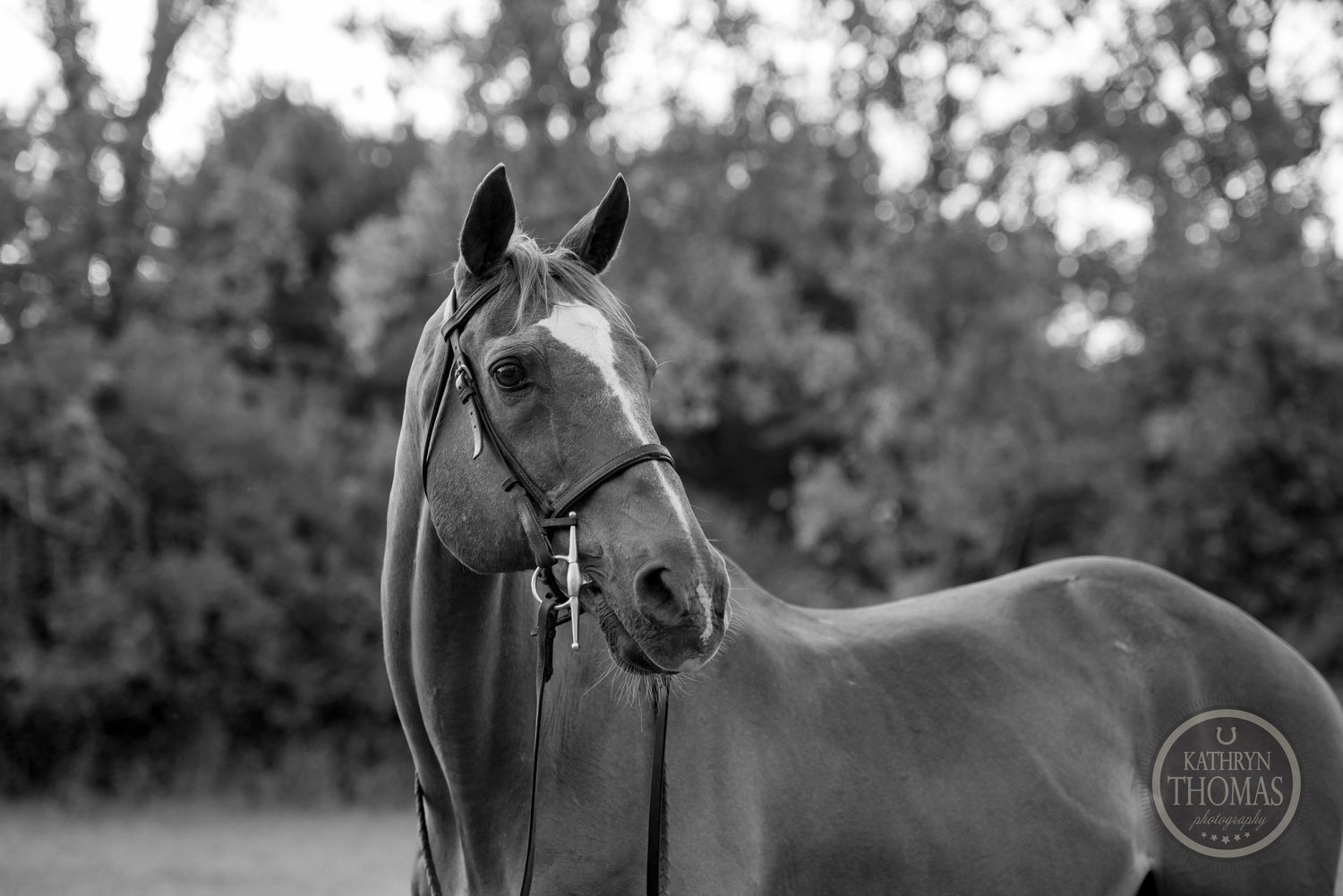 Black and white portrait of a horse wearing a bridle and halter.