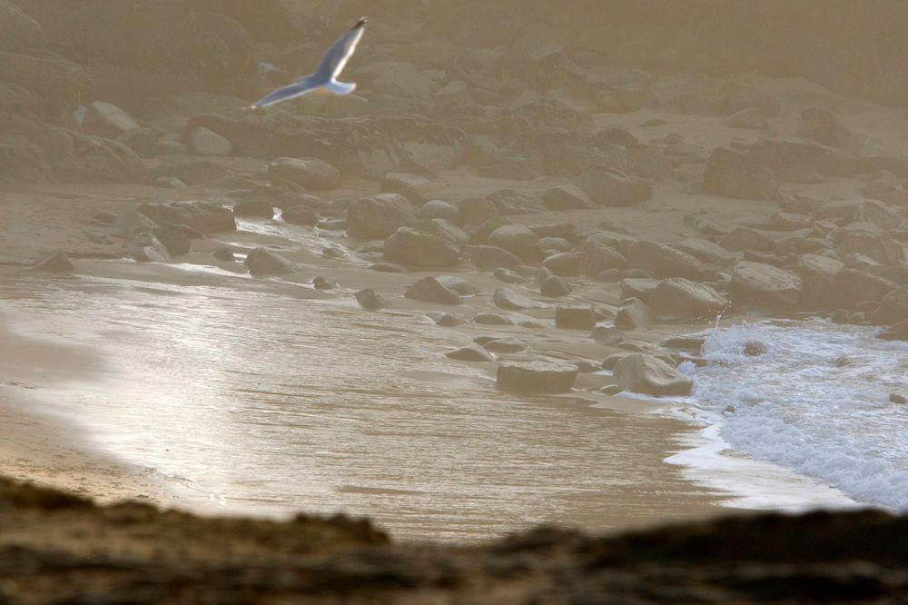 Seagull flying over a sunlit beach with shimmering water reflections.