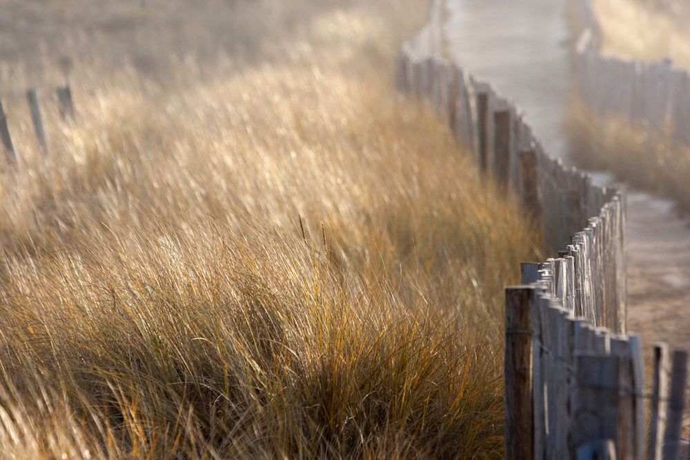 Wooden fence running through golden beach grass at sunset.
